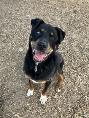 IVAN, Senior Male unknown