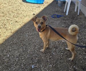 BORK, Adult Male unknown