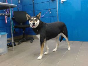 LILO, Adult Female unknown