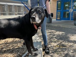 TEX, Senior Male unknown