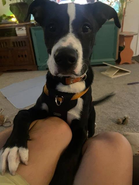 MIKO
