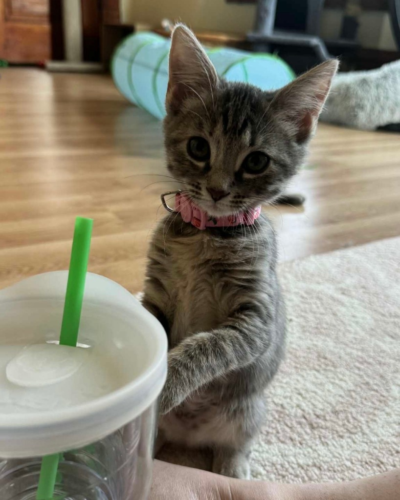 Pixel
