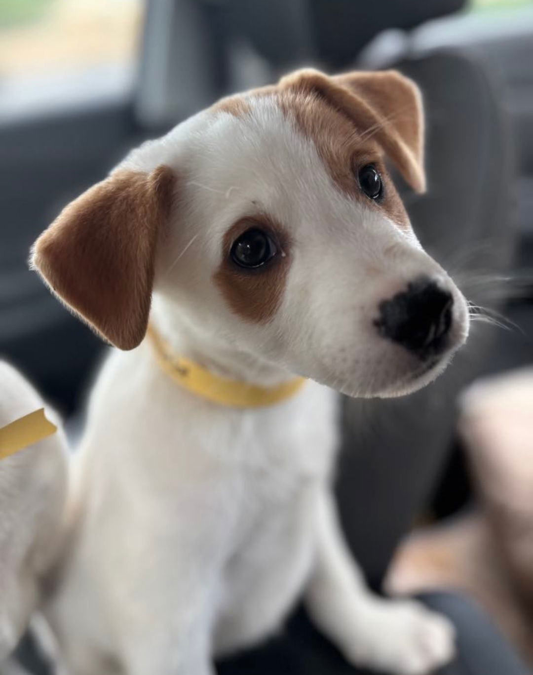 Phoebe
