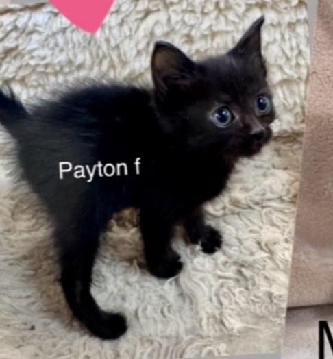 Payton, an adoptable Domestic Short Hair in Bend, OR, 97701 | Photo Image 3