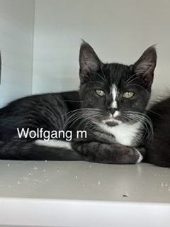 Wolfgang, an adoptable Domestic Medium Hair in Bend, OR, 97701 | Photo Image 1