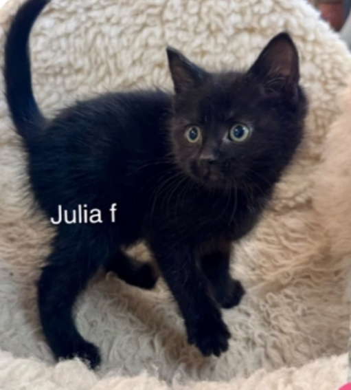 Julia, an adoptable Domestic Short Hair in Bend, OR, 97701 | Photo Image 1