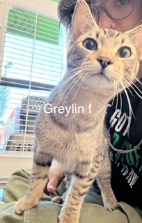 Greylin, an adoptable Domestic Short Hair in Bend, OR, 97701 | Photo Image 1