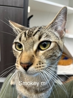 Smokey, an adoptable Domestic Short Hair in Bend, OR, 97701 | Photo Image 1