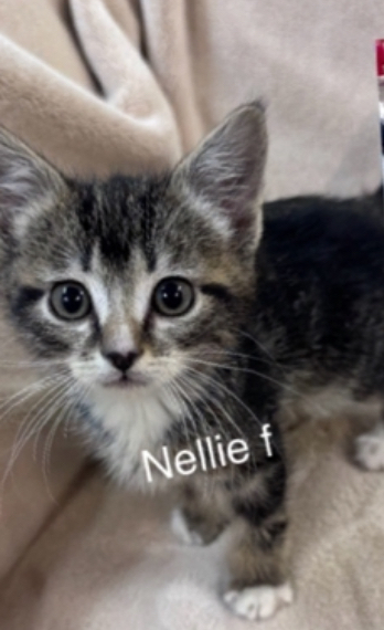 Nellie, an adoptable Domestic Short Hair in Bend, OR, 97701 | Photo Image 1