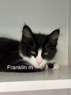 Franklin, an adoptable Domestic Medium Hair in Bend, OR, 97701 | Photo Image 1