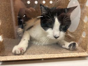 Freddy Cat, Senior Male unknown