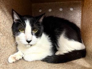 Freddy Cat, Senior Male unknown