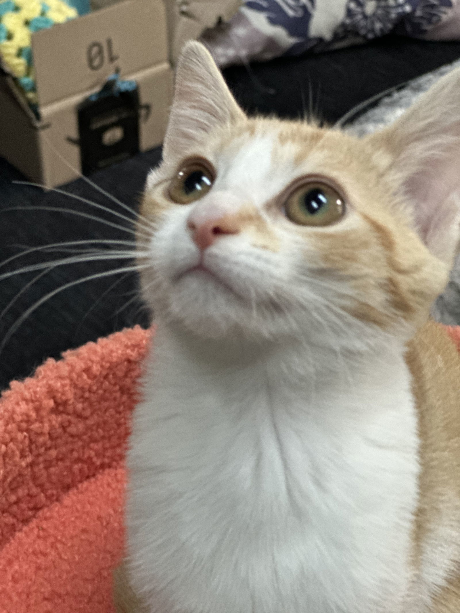 Clementine