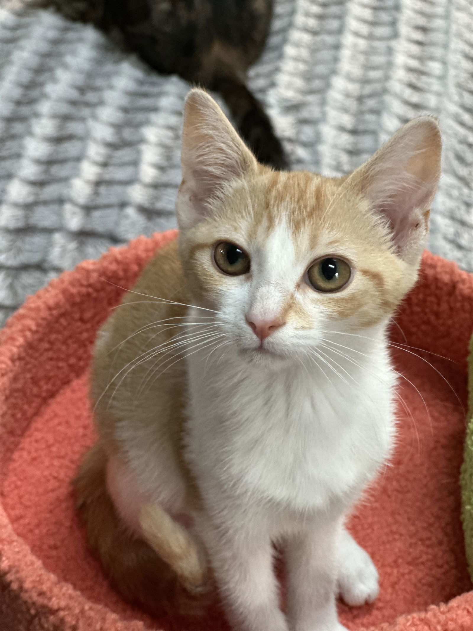 Clementine