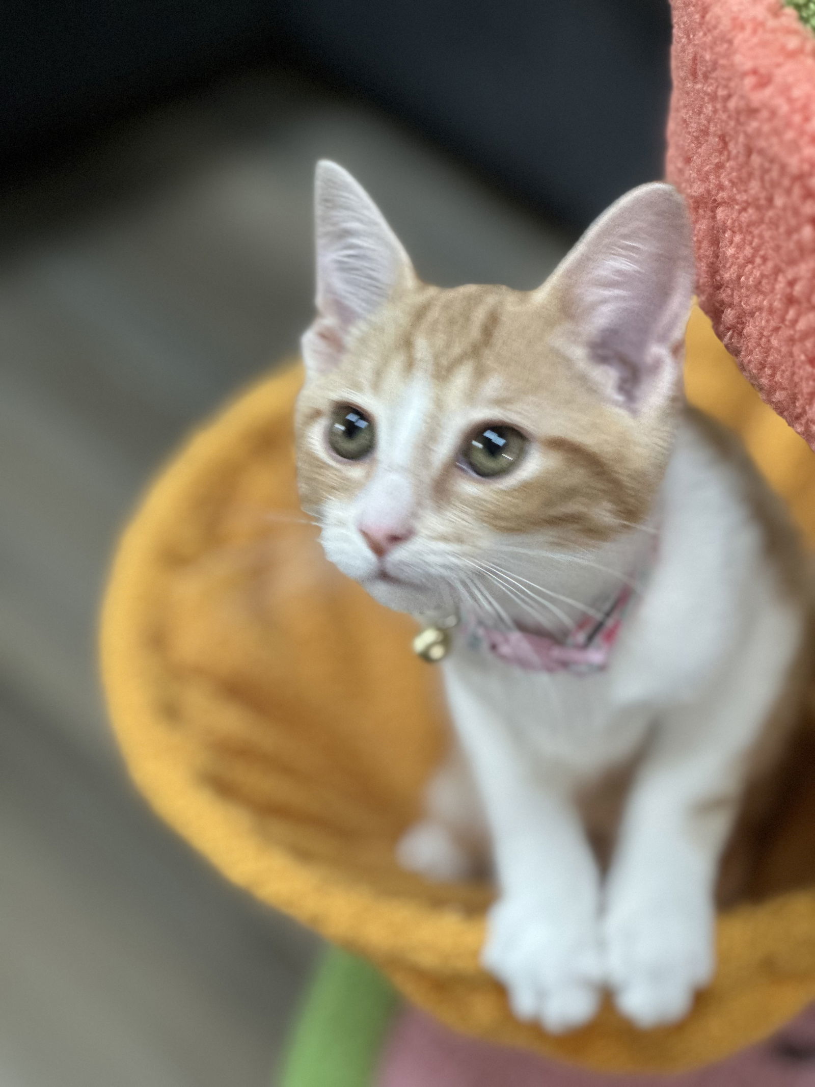 Marmalade
