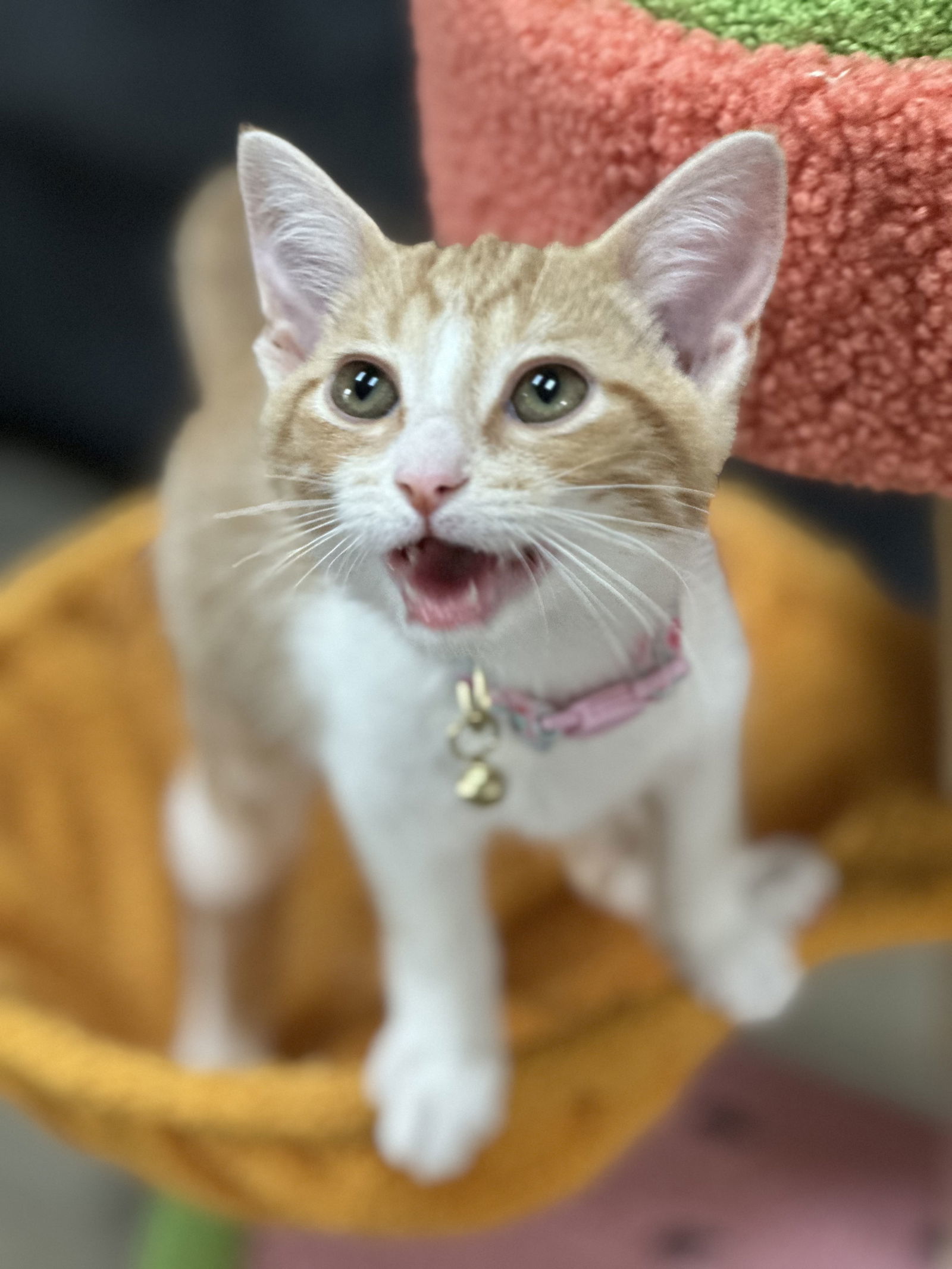 Marmalade