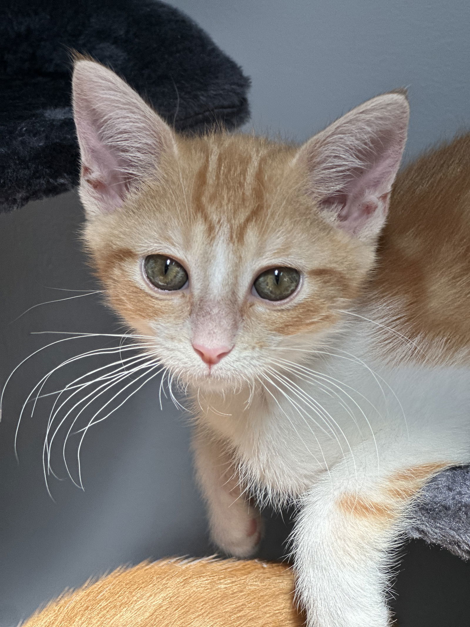 Marmalade