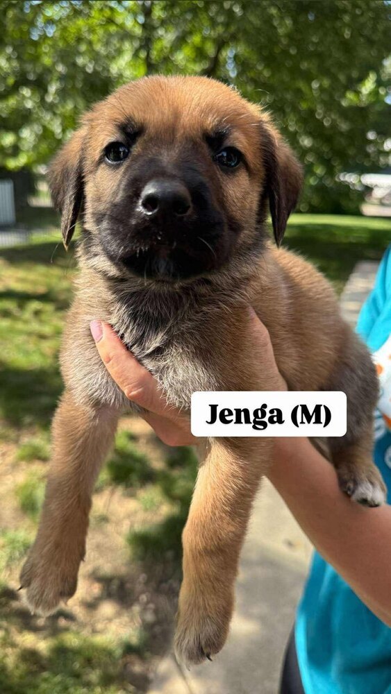 Jenga (Toy Litter 2025)