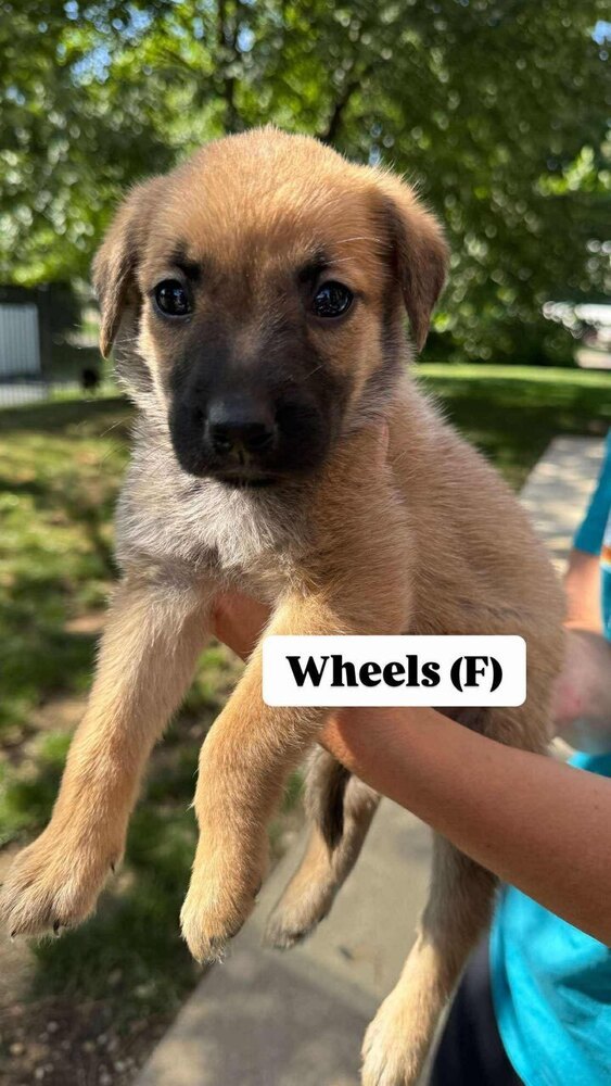 Wheels (Toy Litter 2025)