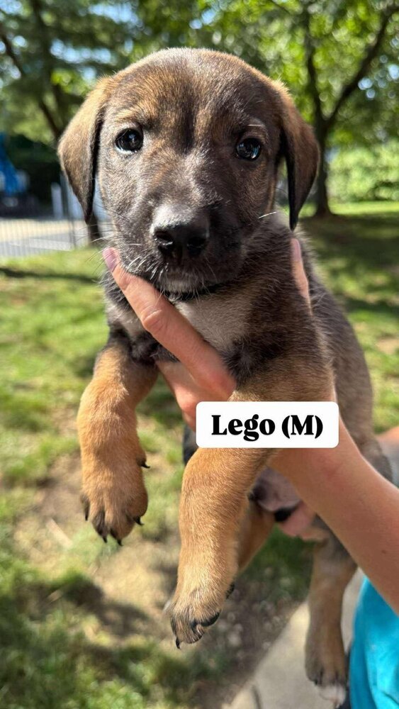 Lego (Toy Litter 2025)