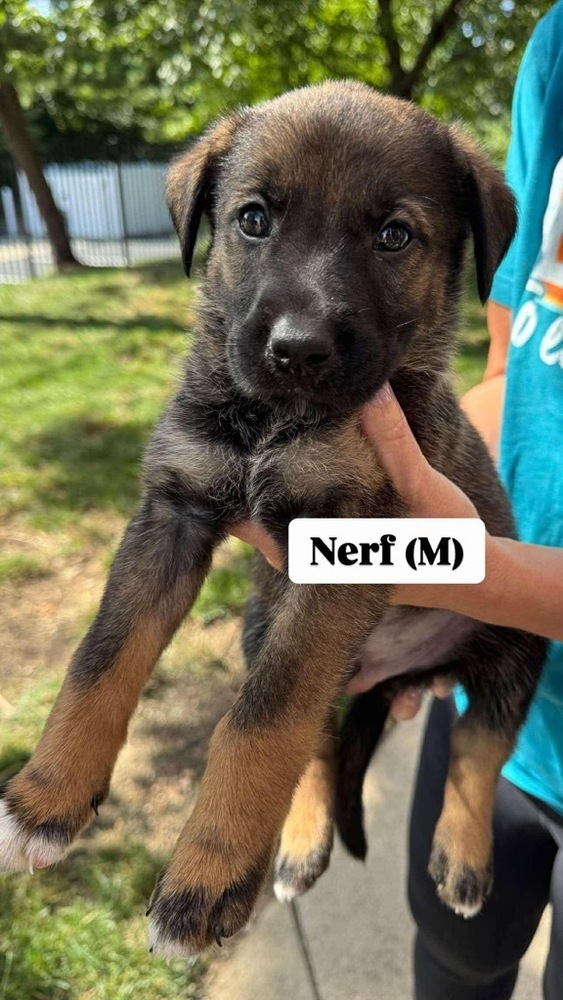 Nerf (Toy Litter 2025)