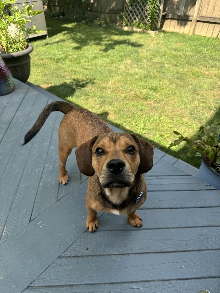 Pugsley