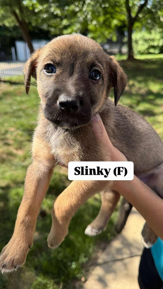Slinky (Toy Litter 2025)