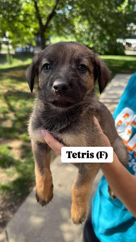 Tetris (Toy Litter 2025)