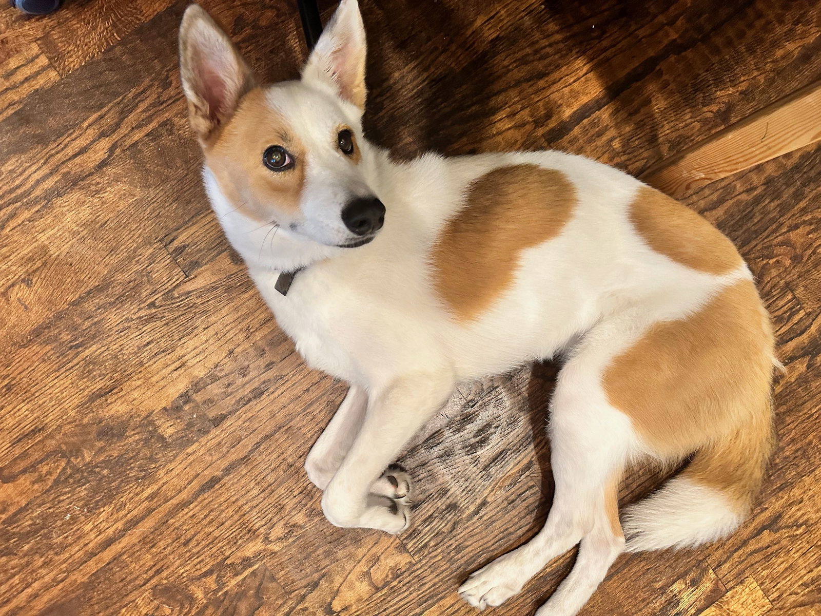 Cookie