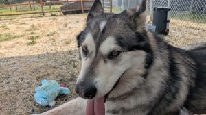 TOGO Alaskan Malamute Dog