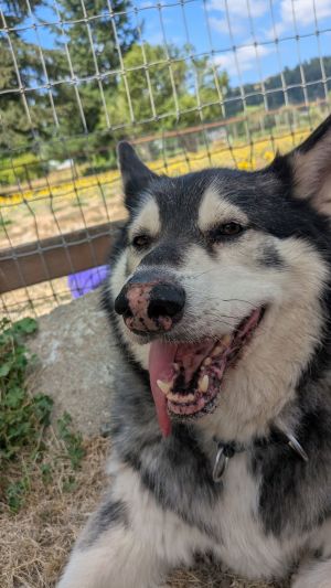 BLACKJACK Alaskan Malamute Dog