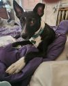 Taison 6-8 Months male- info in bio photo 1