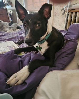 Taison 6-8 Months male- info in bio