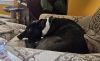 Taison 6-8 Months male- info in bio photo 2