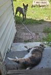 Taison 6-8 Months male- info in bio photo 3