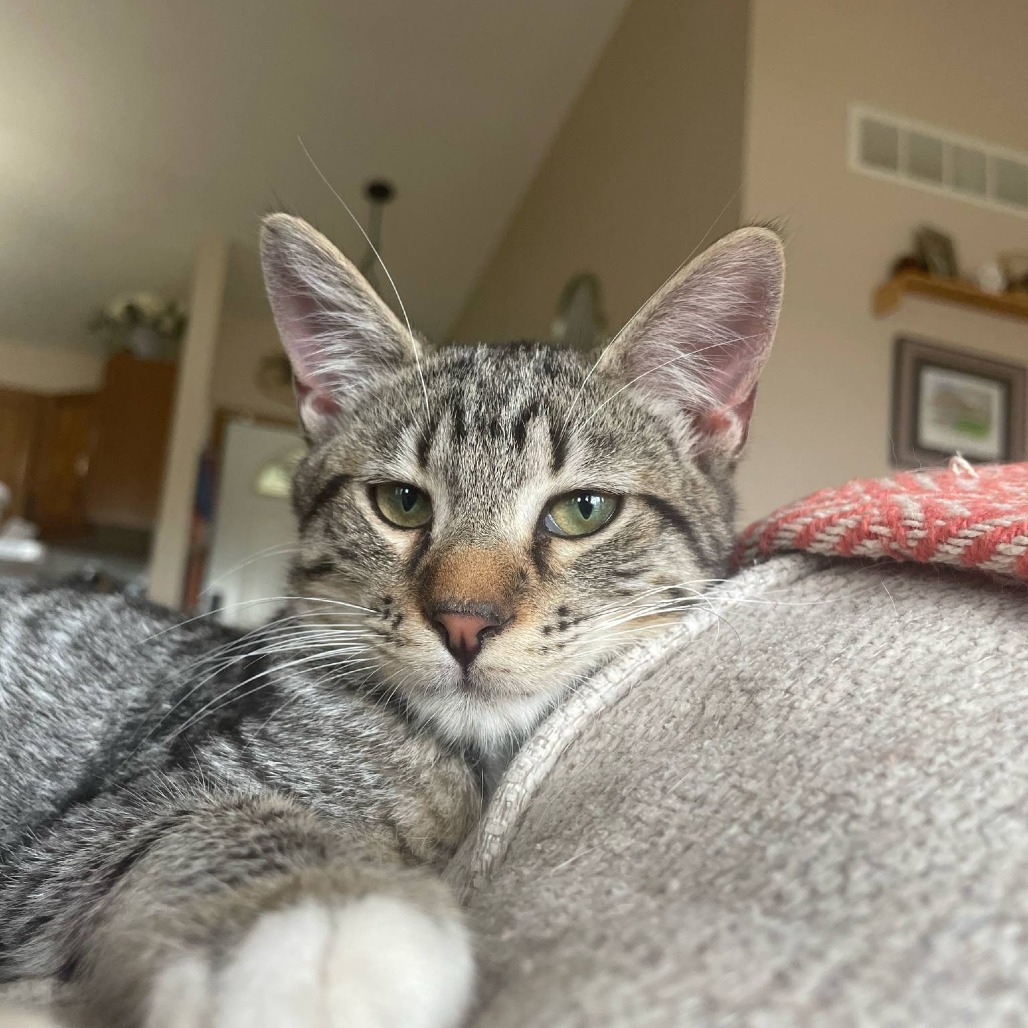 Eggroll, an adoptable Domestic Short Hair in Wichita, KS, 67208 | Photo Image 3