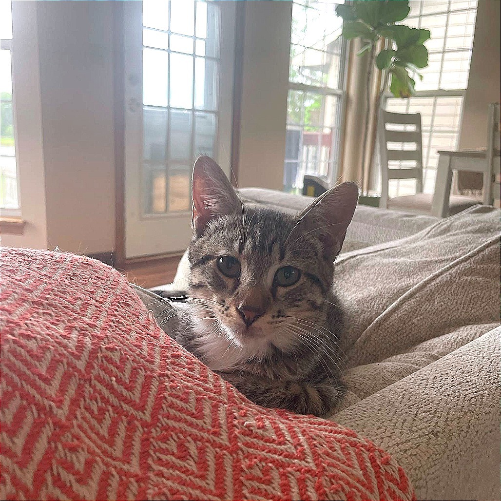 Eggroll, an adoptable Domestic Short Hair in Wichita, KS, 67208 | Photo Image 4