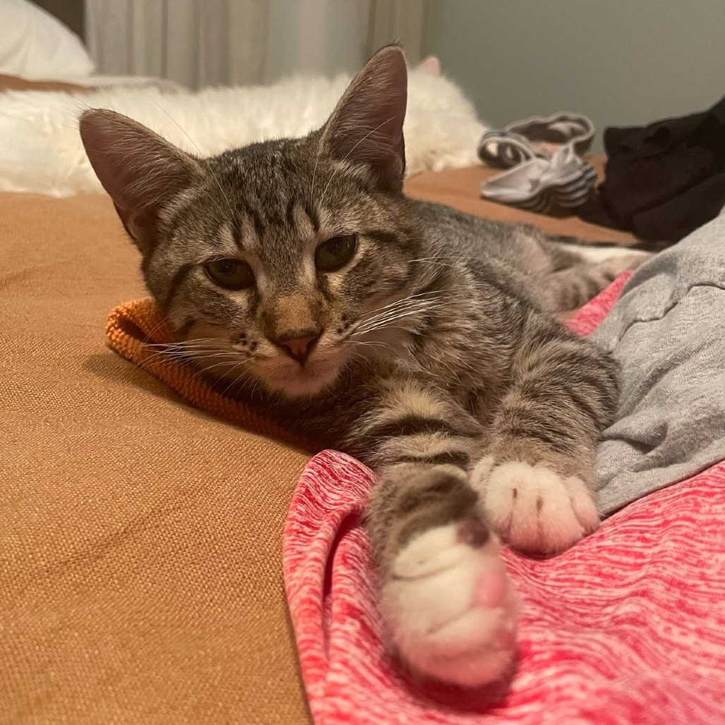 Eggroll, an adoptable Domestic Short Hair in Wichita, KS, 67208 | Photo Image 5