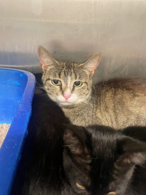 MAMA, Young Female unknown
