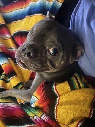 Leela