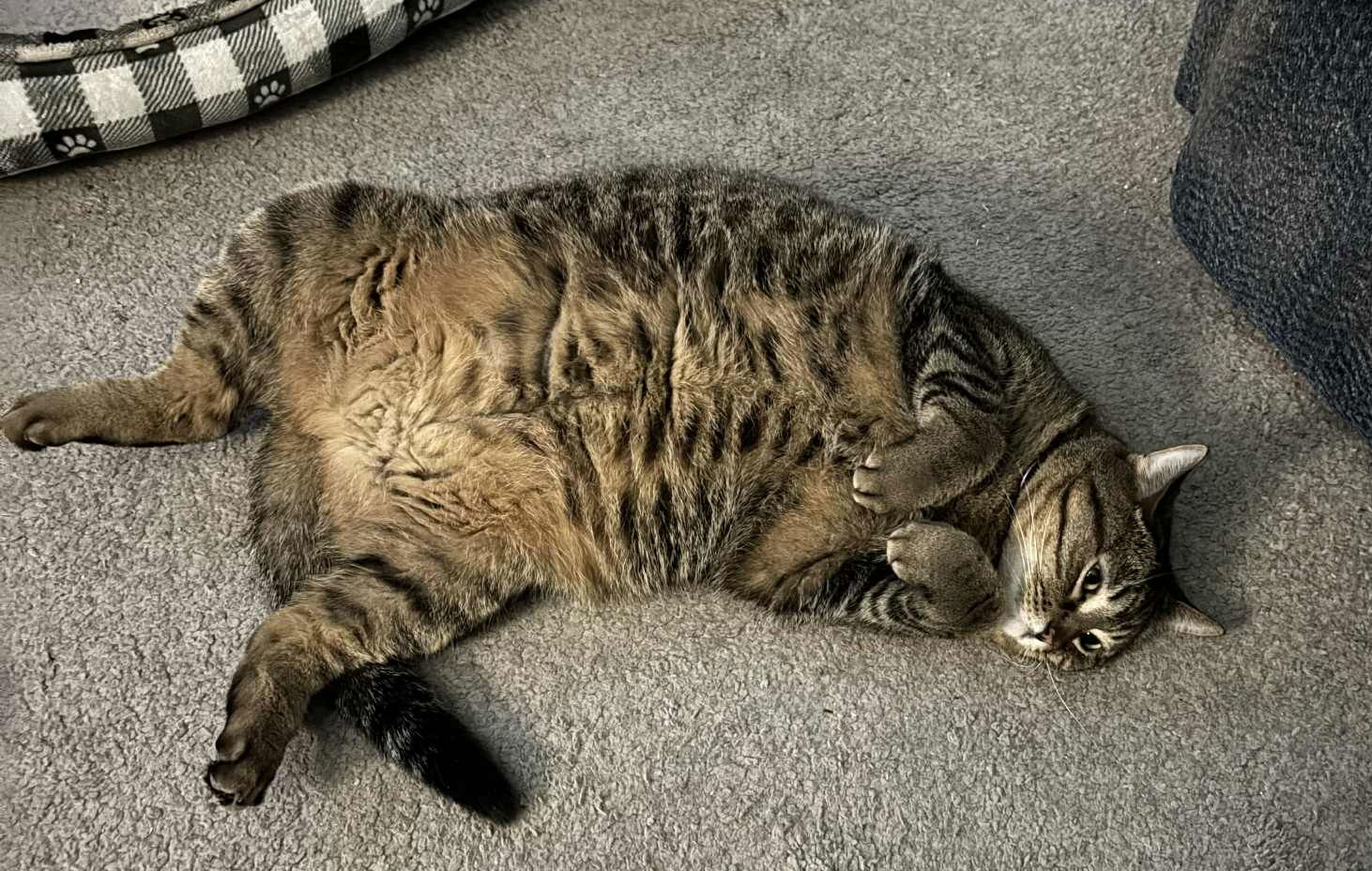 Maxy