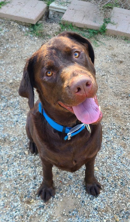 Bailey (6776), an adoptable Labrador Retriever in Lake City, MI, 49651 | Photo Image 1