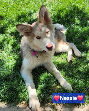 Nessie, Young Female unknown