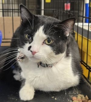 Ms Vee, Adult Female unknown