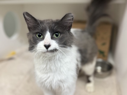 Cici