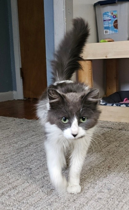 Cici