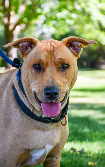 Lizzy, an adoptable Pit Bull Terrier, Retriever in Yakima, WA, 98901 | Photo Image 1