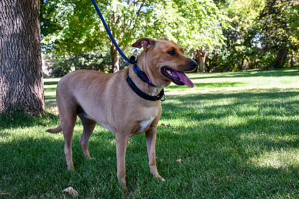 Lizzy, an adoptable Pit Bull Terrier, Retriever in Yakima, WA, 98901 | Photo Image 3