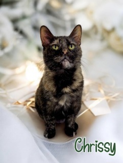 Chrissy 125229