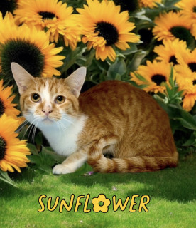Sunflower 33215